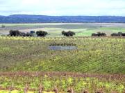 Terreno de 9500 m2 à venda Elvas, Portalegre