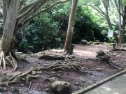 Terreno de 9 hectáreas en Tepic, Nayarit