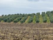 Terreno De Cultivo en Venta en La Albuera, Badajoz