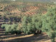 Terreno De Cultivo en Venta en Lucena, Córdoba