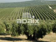 Terreno De Cultivo en Venta en Olivar en La Camila...