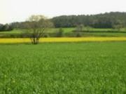 TERRENO DE ENTREGA INMEDIATA EN CALLE ALAMO, COL, EL...