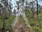Terreno de Eucaliptos em Leiria