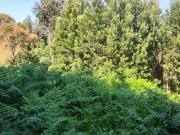 Terreno de pinhal e mato denominado | 25113339789