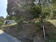 Terreno de pinhal em Carvalhal Barcelos