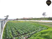 Terreno de venta en San Joaquin – código:20380