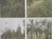 Terreno de Venta Recinto Los Atajos, Canton Eloy Alfaro,...