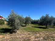 Terreno edificabile commerciale in vendita a Pianella