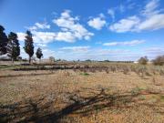 Terreno edificabile commerciale in vendita a Surano