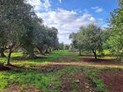 Terreno Edificabile con giardino in ss!6 ostuni...