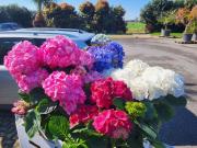 Terreno edificabile in vendita a Anzio