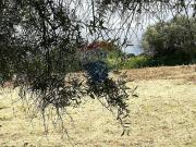 Terreno edificabile in vendita a Aprilia