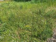 Terreno edificabile in Vendita a Bedizzole