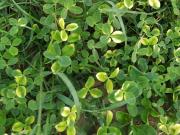 Terreno edificabile in vendita a Camisano Vicentino