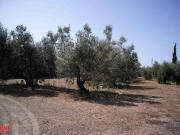 Terreno edificabile in vendita a Cecina