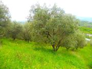 Terreno Edificabile in vendita a Colonnella