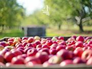 Terreno edificabile in vendita a Laives