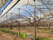 Terreno edificabile in vendita a Latina