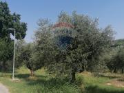 Terreno edificabile in vendita a Moscufo