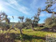 Terreno edificabile in vendita a Ostuni