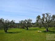 Terreno edificabile in vendita a Ostuni