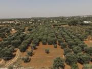 Terreno edificabile in vendita a Ostuni