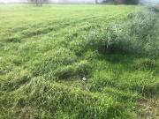 Terreno edificabile in vendita a Pisa