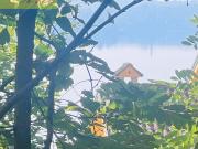 Terreno edificabile in vendita a Pusiano