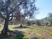 Terreno edificabile in vendita a San Vito Dei Normanni