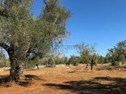 Terreno edificabile residenziale in vendita a Ostuni