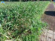 Terreno edificabile residenziale in vendita a Ponzano...