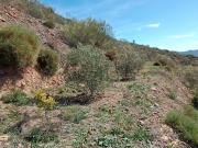 Terreno, El Cortijuelo, Málaga