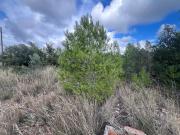 Terreno, El Vendrell