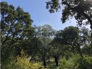 Terreno em Alcoentre