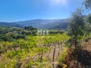Terreno em Ancede e Ribadouro