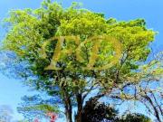 Terreno em Atibaia Chácaras Brasil