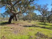 Terreno em Azinheira Barros e São Mamede do Sádão