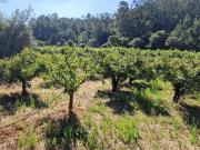 Terreno em Azueira e Sobral da Abelheira de 6250,00 m²