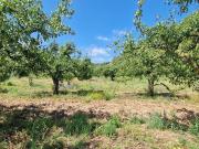 Terreno em Azueira e Sobral da Abelheira de 7812,00 m2