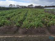 Terreno em Belinho e Mar de 2040,00 m²