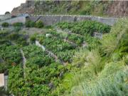 Terreno em Calheta