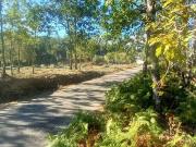 Terreno em Castanheira de Pêra e Coentral de 2954,00 m²