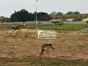 Terreno em Condomínio para Venda em Campinas/SP Alphaville