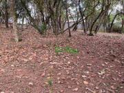 Terreno em Condomínio para Venda em Cotia/SP Granja Viana