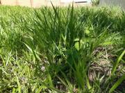 Terreno em Condomínio para Venda em Ribeirão Preto/SP...