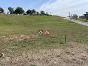 Terreno em Condomínio para Venda em São José dos...