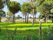 Terreno em Grândola e Santa Margarida da Serra de...