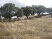 Não urbanizável em Granja