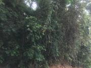 Terreno em Itaipu, Niterói/RJ de 0m² à venda por R$...