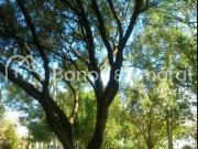 Terreno em Loteamento Caminhos de São Conrado Sousas,...